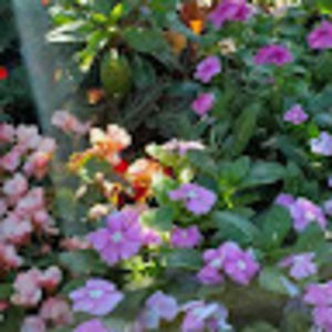 Meet your Posher, •_ cinnamon